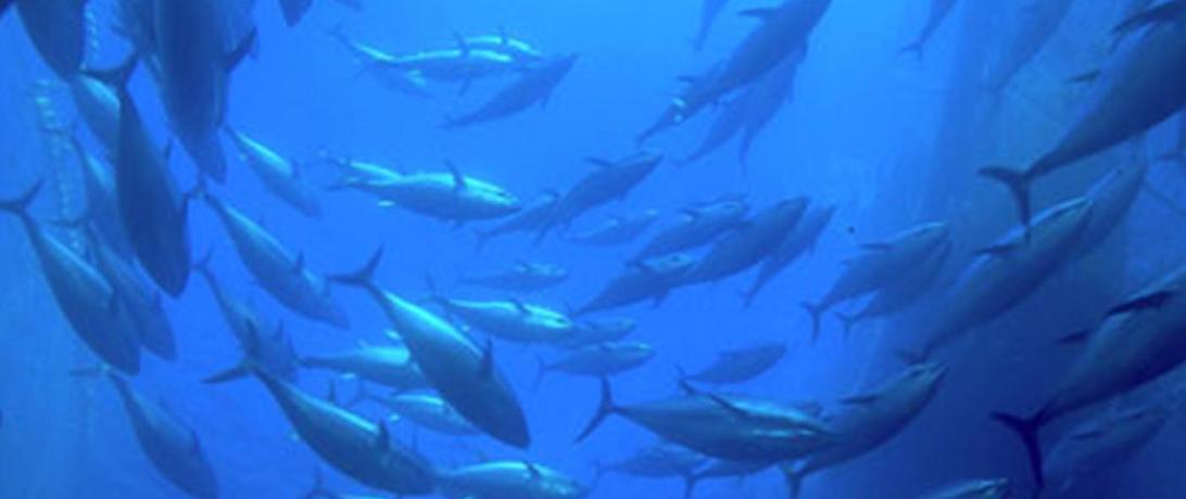 Status of Yellowfin Tuna As Overfished is Wake-Up Call for Indian Ocean