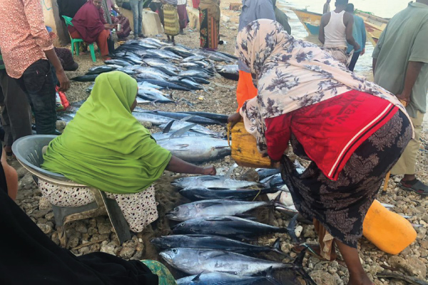 Secure Fisheries Started