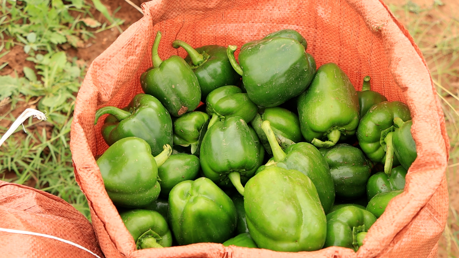 a red canvas bag sitting on a farm filled with large perfectly shaped green bell peppers  