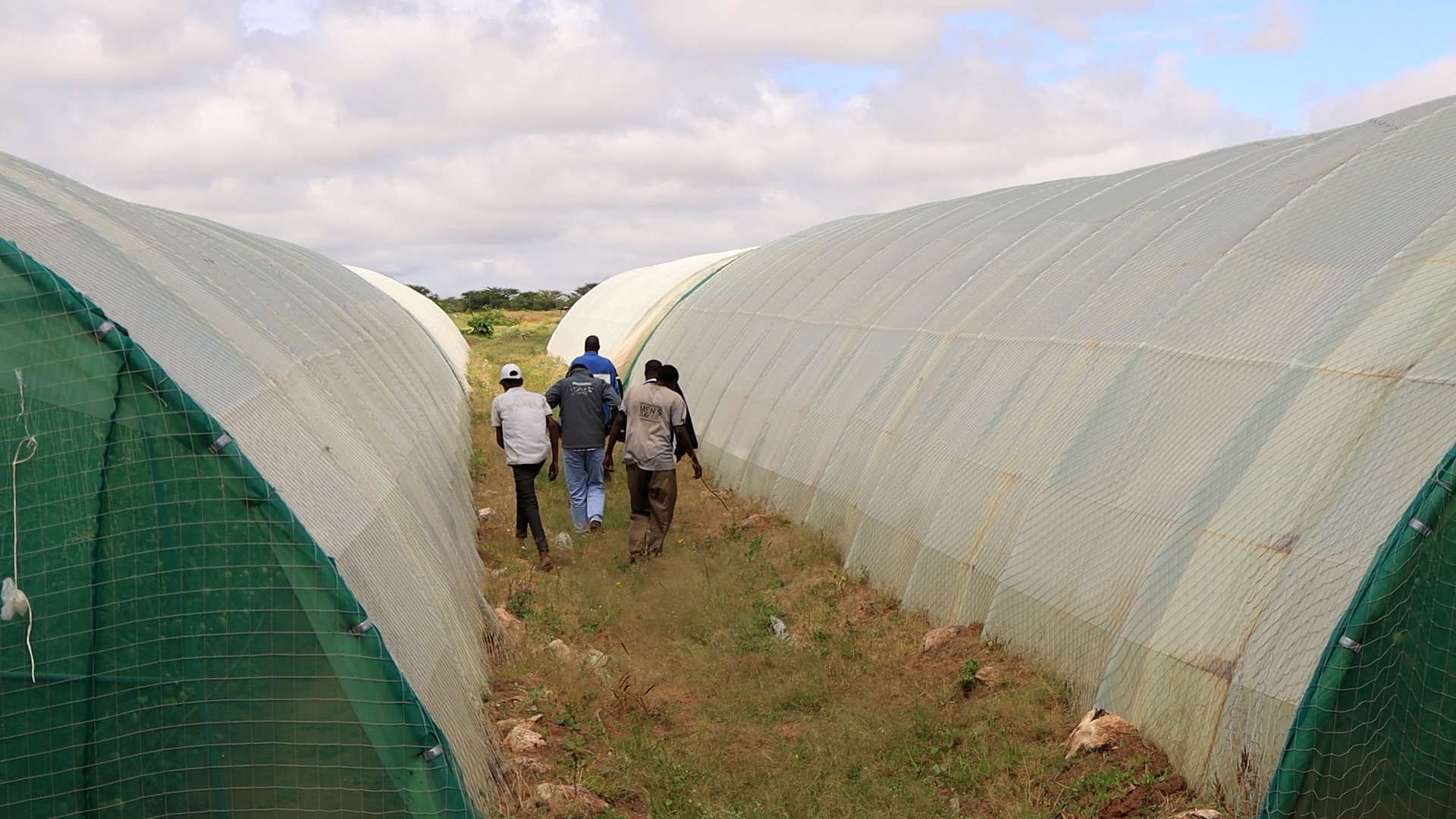 A group of farmers walking in between 2 greenhouses on a partly sunny day