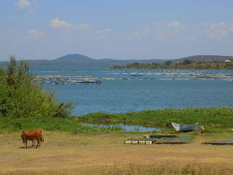 aquaculture cages in Lake Victoria