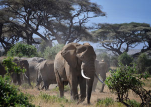 Elephants in Kenya