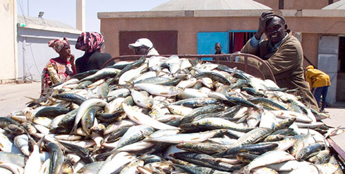 Nouakchott Fish Market