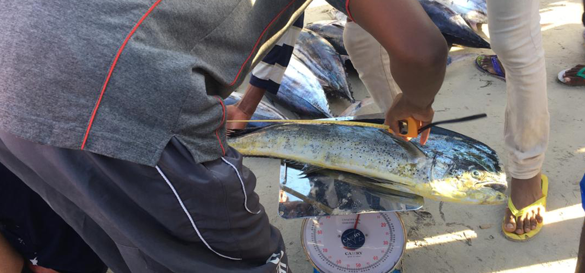 Somalia measuring fish