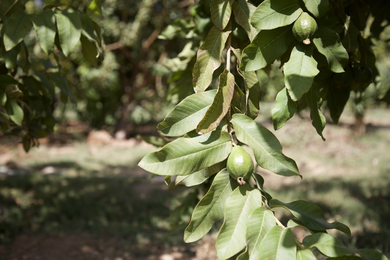 Limes on a vine in Somali farm