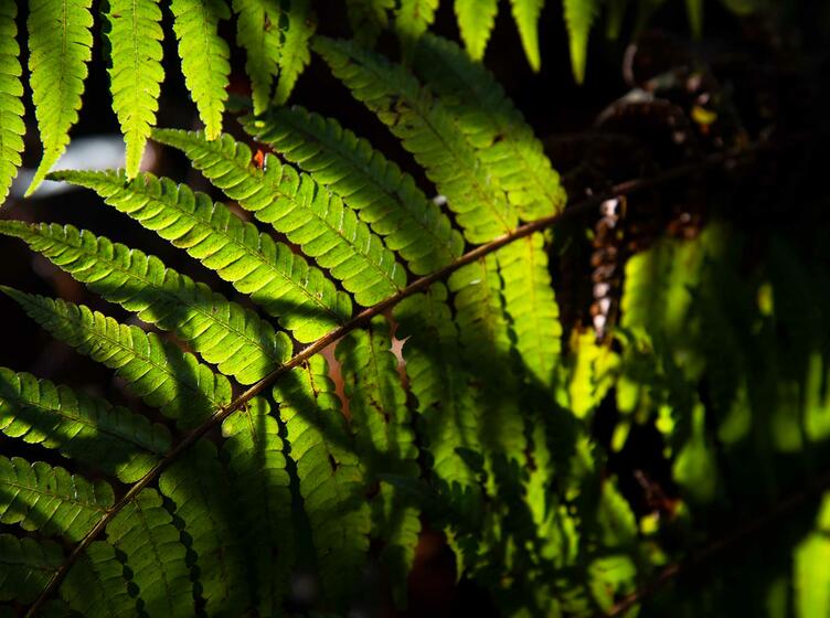 Hojas iluminadas por el sol