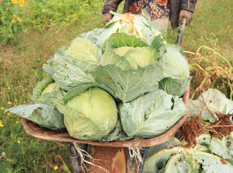 Close shot of freshly picked cabbage on Gabsoor Farm in a wheelbarrow 