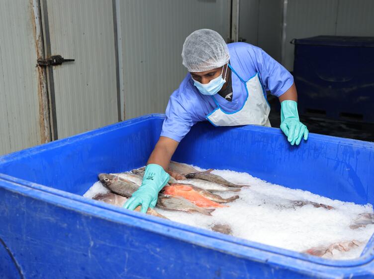 Somali National Fishing Company staff member placing fish into a container of ice