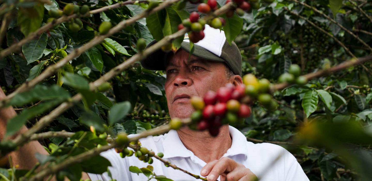 Coffee farmer-Tulua