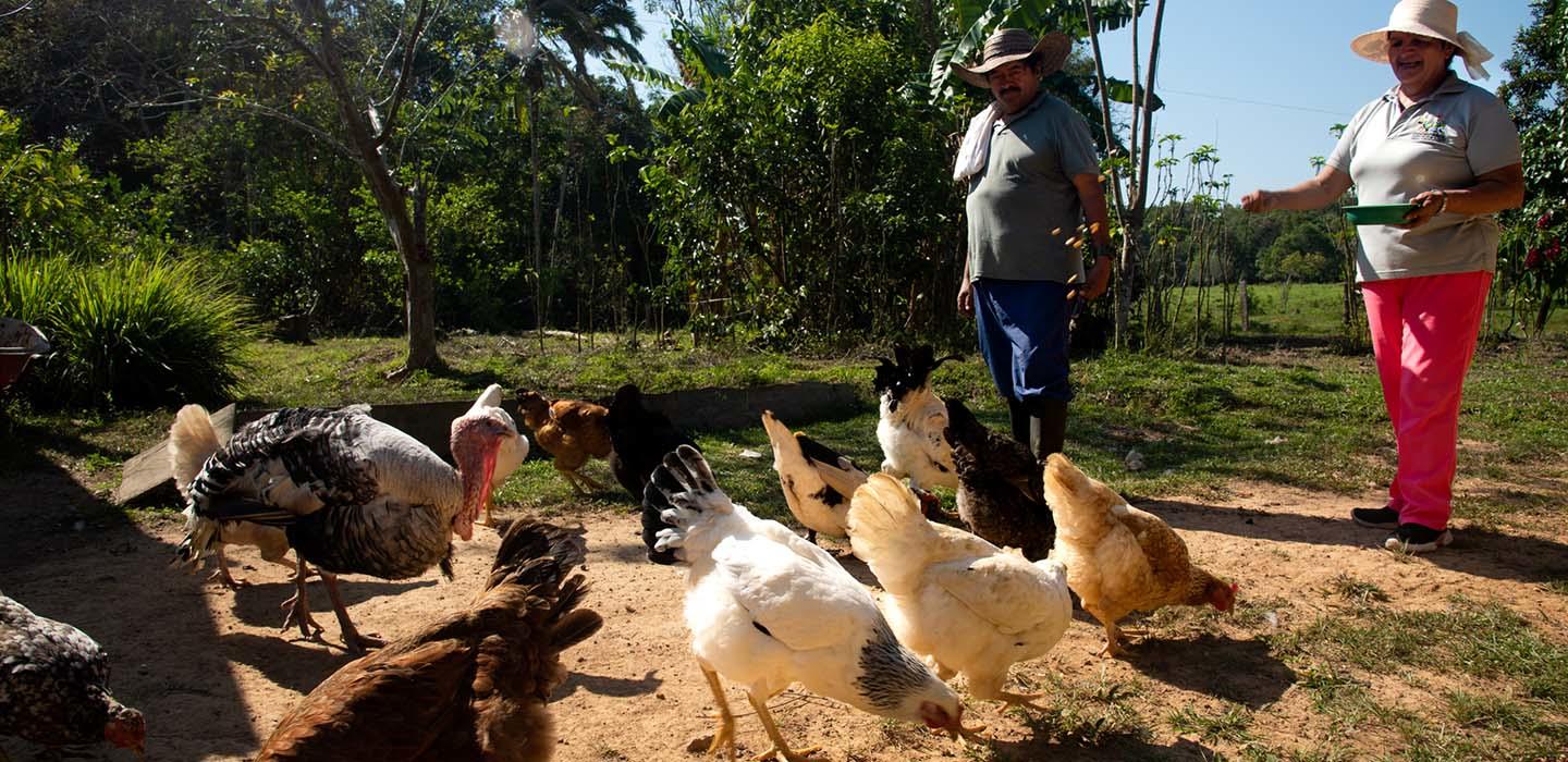 Alimentando gallinas Red Paz Guaviare