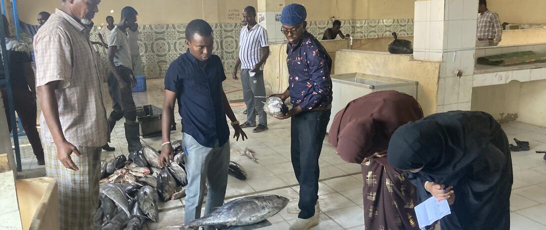 Somali women data collectors examining the day's catch