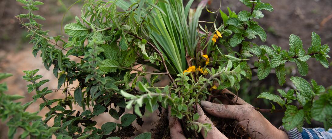 Hands holding a bunch of medicinal plants in a garden