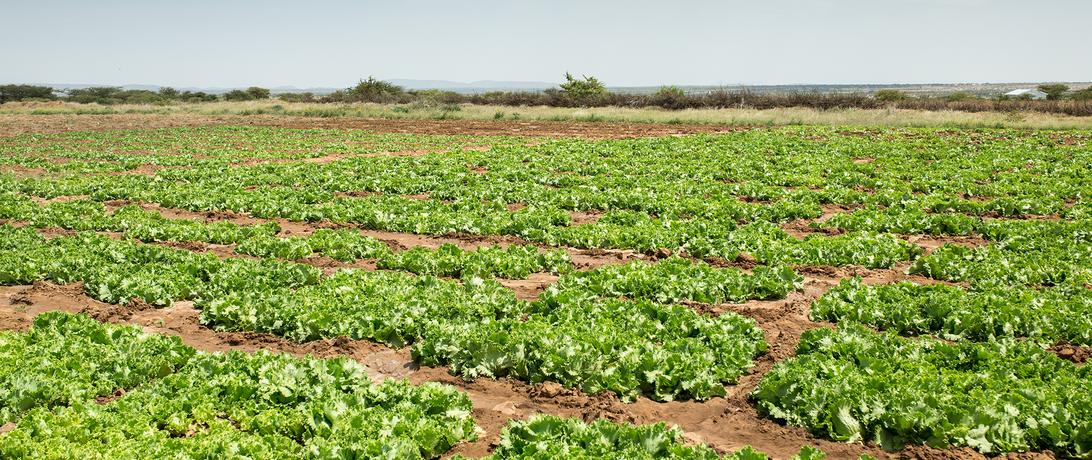 A field in Somalia
