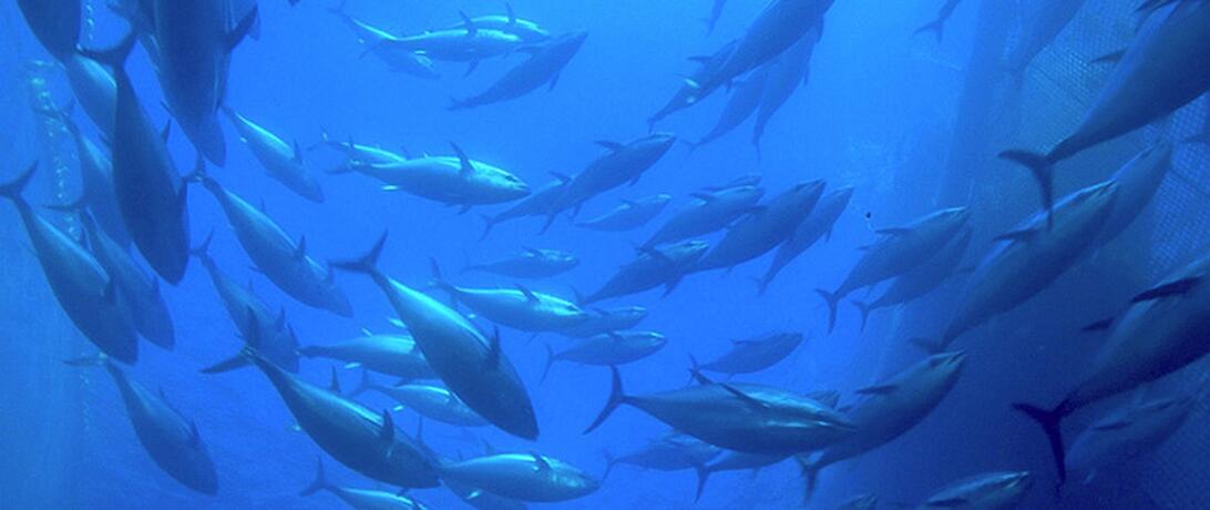 Yellow fin tuna protection