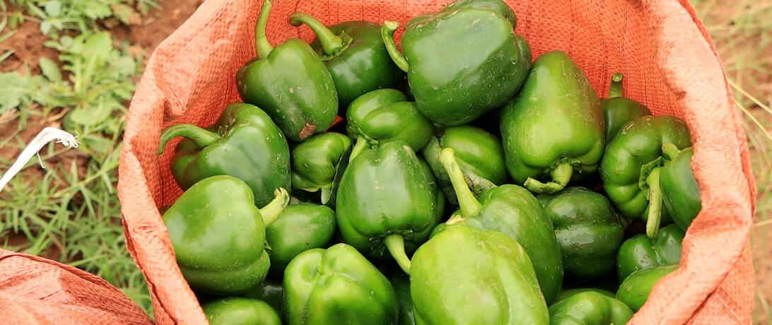 a red canvas bag sitting on a farm filled with large perfectly shaped green bell peppers  