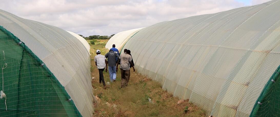 A group of farmers walking in between 2 greenhouses on a partly sunny day