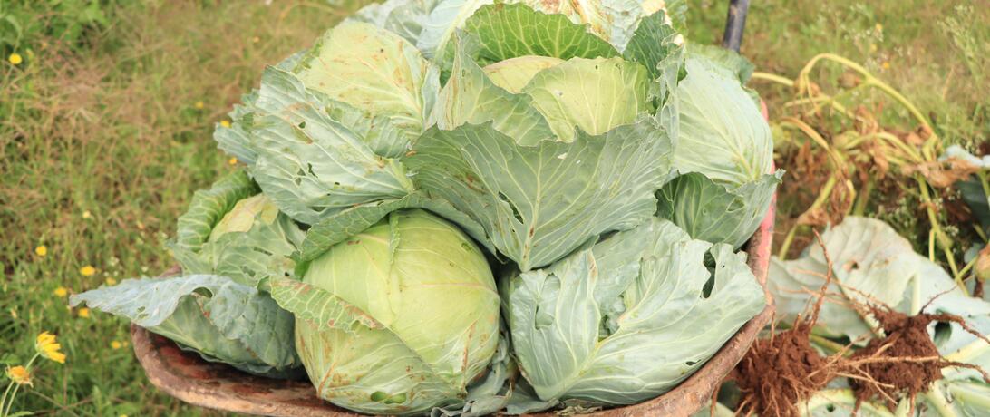 Close shot of freshly picked cabbage on Gabsoor Farm in a wheelbarrow 