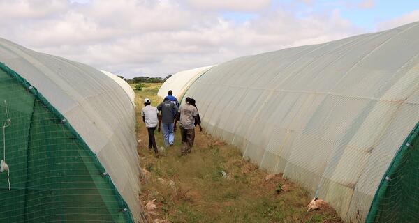 A group of farmers walking in between 2 greenhouses on a partly sunny day