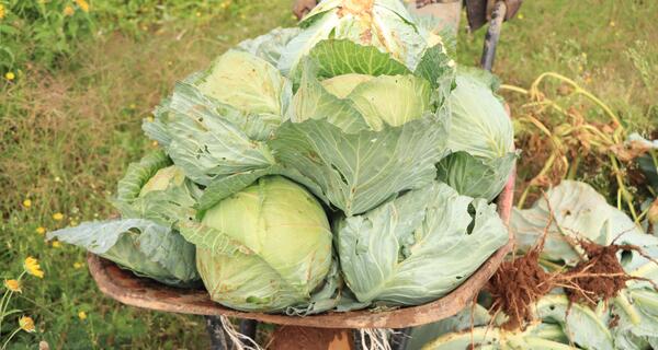 Close shot of freshly picked cabbage on Gabsoor Farm in a wheelbarrow 