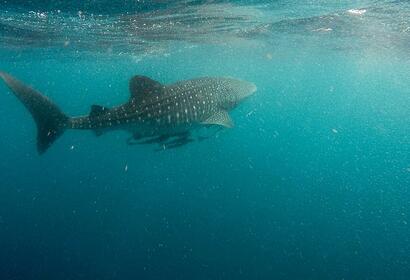 New Blog: What to Watch for in Our Ocean Conference