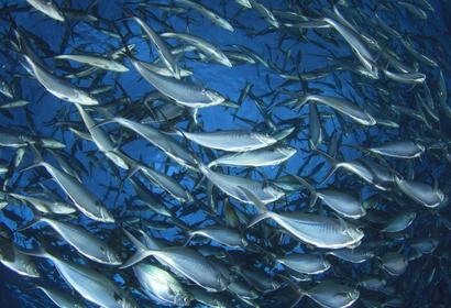 Fish Schooling Sustainability 