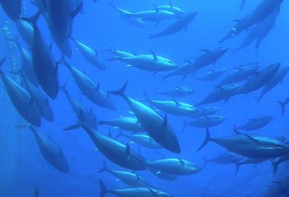 Yellow fin tuna protection