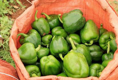 a red canvas bag sitting on a farm filled with large perfectly shaped green bell peppers  