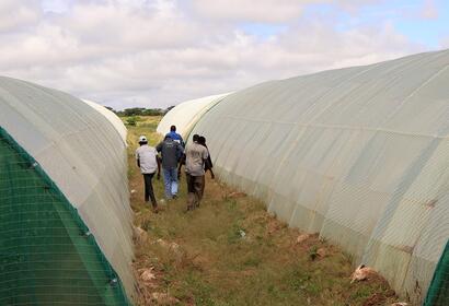 A group of farmers walking in between 2 greenhouses on a partly sunny day