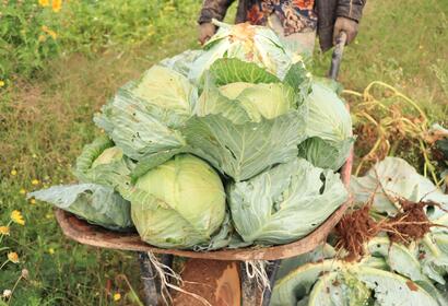 Close shot of freshly picked cabbage on Gabsoor Farm in a wheelbarrow 