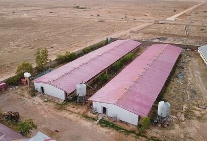 Drone shot of outside of 2 barns in Puntland one that holds adult chickens and one that holds baby chicks.