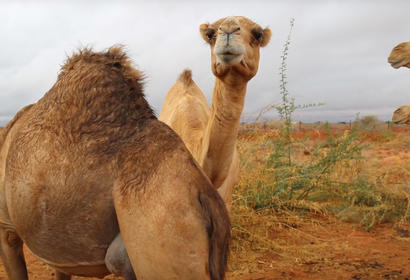 Somali Camel Farm